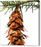 Pine Cone Sap Tree Branch Canvas Print