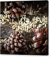 Pine Cones And Pine Nuts Canvas Print