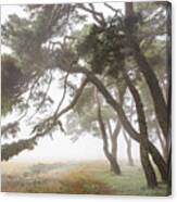 Pine Grove In Fog-2 Canvas Print