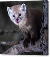 Pine Marten 4 Canvas Print