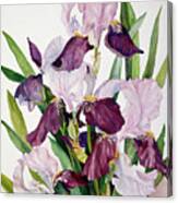 Pink & Maroon Iris Canvas Print