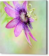 Pink And Purple Passion Canvas Print