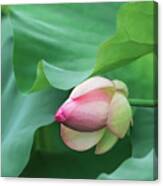 Pink And White Lotus Canvas Print