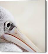 Pink Backed Pelican Canvas Print