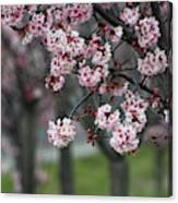 Pink Blossoms In Foreground At Reagan Library 2 Canvas Print