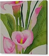 Pink Calla Lillies Canvas Print