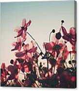 Pink Flowers In Back Light Canvas Print