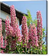 Pink Lupines -  A Gift From My Mother Garden Canvas Print