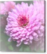 Pink Mums In Bloom Canvas Print