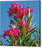Pink Oleander With Blue Skies Canvas Print