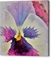 Pink Pansy Canvas Print