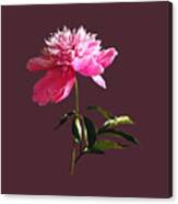 Pink Peony Profile Canvas Print