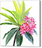 Pink Plumeria Flowers And Leaves Canvas Print