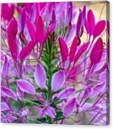 Pink Queen Flower Canvas Print