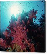 Pink Soft Coral And Anthias Canvas Print