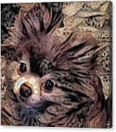 Piper The Pomeranian Canvas Print