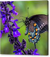 Pipevine Swallowtail Canvas Print