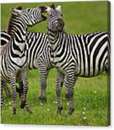 Plains Zebras, Ngorongoro Conservation Canvas Print