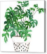 Plant In A Pot Iv Canvas Print