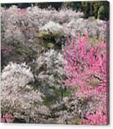 Plum Blossoms Canvas Print