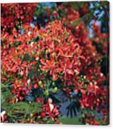Poinciana Tree In Bloom Canvas Print