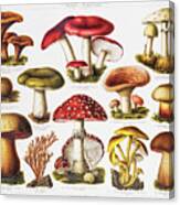 Poisonous Mushrooms Chromolithograph Canvas Print