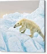 Polar Bear At Svalbard Canvas Print