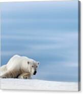 Polar Bear Crouching On The Frozen Snow Of Svalbard Canvas Print
