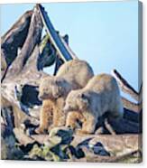 Polar Bear Cubs On The Bone Pile Canvas Print