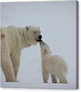 Polar Bear Mother With Cub Canvas Print