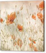 Poppies In The Field Canvas Print