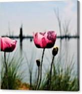 Poppies On Lake Mulwala 2 Canvas Print