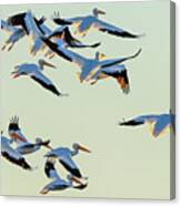 Port Bay Pelicans Canvas Print