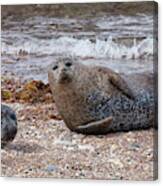 Portgordon Seals #2 Canvas Print