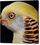 Portrait Of A Golden Pheasant Canvas Print