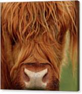 Portrait Of A Highland Cow Canvas Print