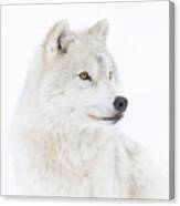 Portrait Of An Arctic Wolf Canvas Print