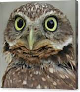 Portrait Of Burrowing Owl Canvas Print