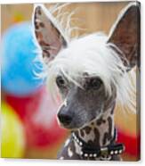 Portrait Of Chinese Crested Dog - Copy Canvas Print