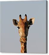Portrait Of Giraffe Giraffa Canvas Print