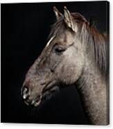 Portrait Of Horse Canvas Print