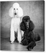 Portrait Of Standard Poodle Dogs Canvas Print