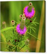 Prairie Clover Canvas Print