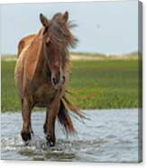 Pretty Mare In The Water Paintography Canvas Print