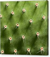 Prickly Pear Cactus Close Canvas Print