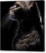 Profile Of A Cat Canvas Print