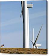 Pronghorn And Turbines Canvas Print