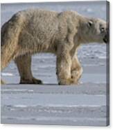 Prowling Polar Bear Canvas Print