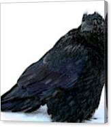 Puffed Up Bird Black Raven Corvus Corax Corvidae Standing In A Cold Freezing White Snow Storm Canvas Print