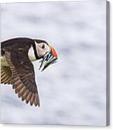Puffin In Flight Carrying Sand Eels Canvas Print